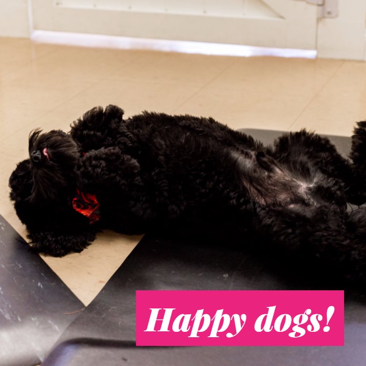 Canine Clips Salon (canineclipsalon) Twitter