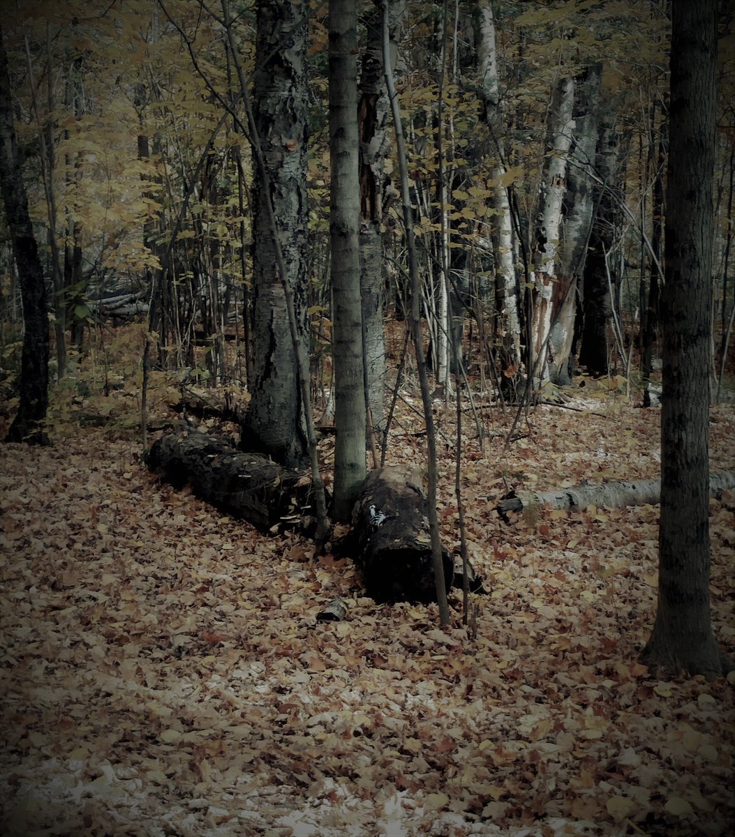 kodey_weis's tweet photo. The Bagely Woods at #UMD is a great way to escape the school scene and be one with nature. A woodpecker showed up for a meal #UMDJour https://t.co/kSqyzdflg6