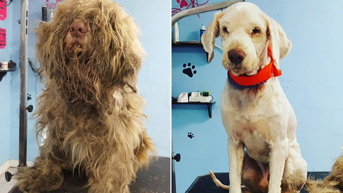 Grooming Business Takes in Abandoned, Matted Dog Overnight and Shaves Him For First Time In Years: ietv.co/2ypRYZI