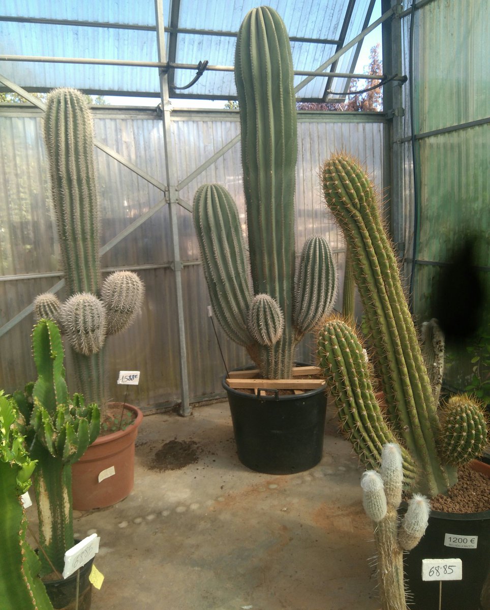 Y pensar que hay gente que odia los cactus... Pura belleza. 😍😍😍