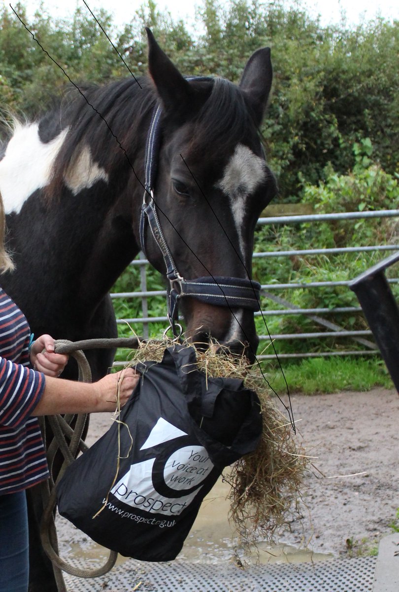 deviantwriter's tweet photo. More #PetsofProspect doing their bit for the union! Seth the dog and Ness the horse! @ProspectUnion #TalkProspect #neightothepaycap https://t.co/LE7AvSSjul