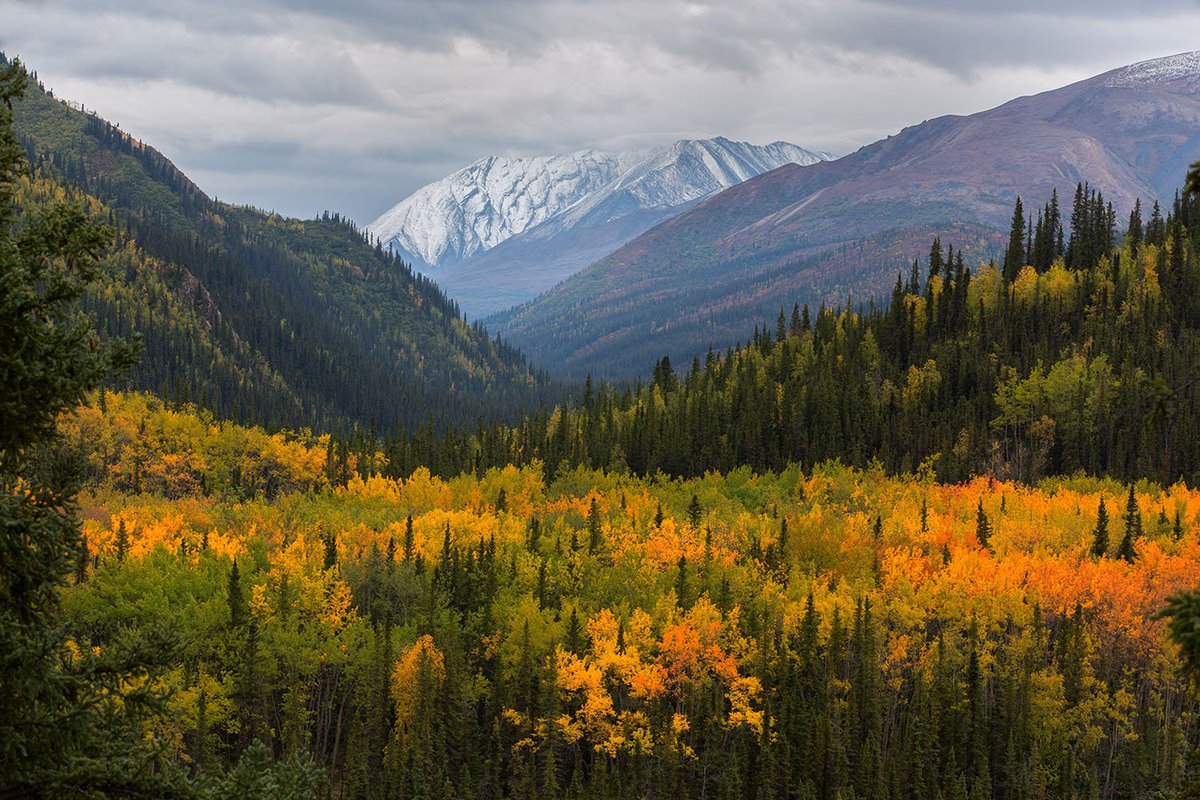 A forest of green and yellow stands in a valley between mountains.