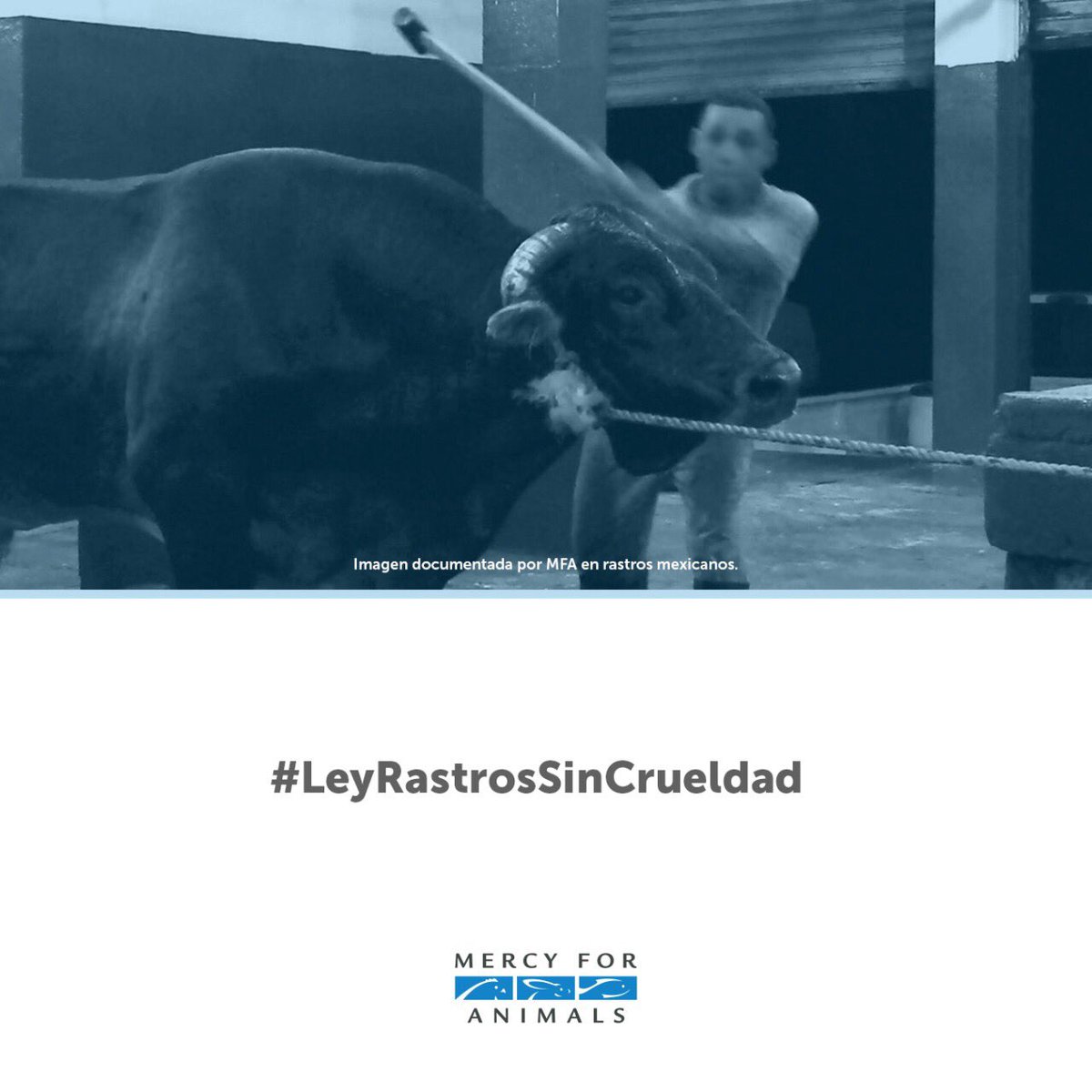 Votaré en <a href="/Mx_Diputados/">H. Cámara de Diputados</a> a favor de #LeyRastrosSinCrueldad por convicción y porque la ciudadanía lo pide