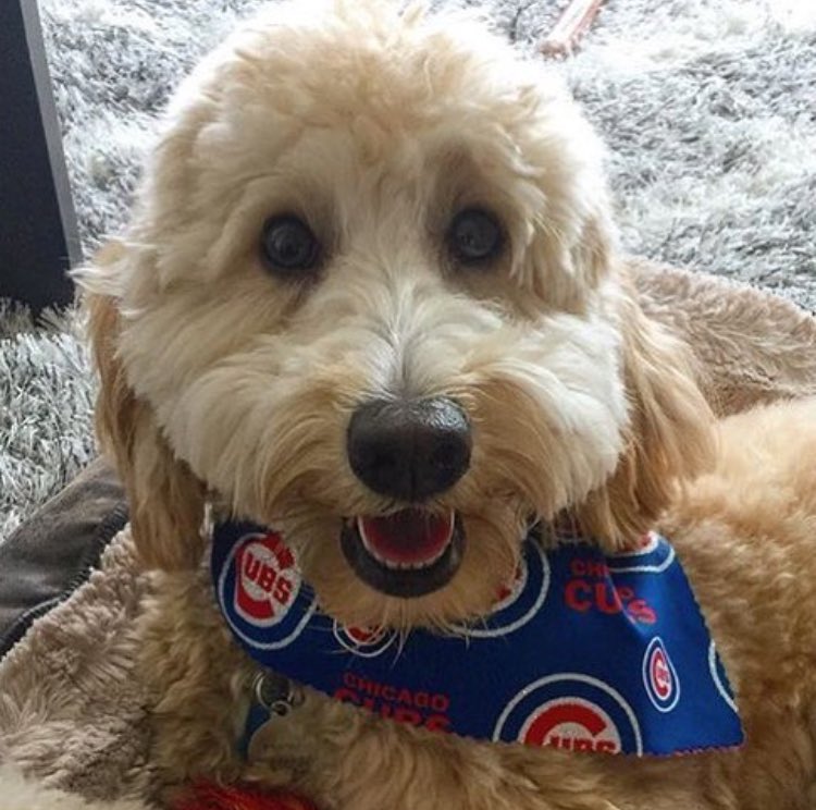 Bring on game 3 #NLCS!  Go <a href="/Cubs/">Chicago Cubs</a> go!   #FlyTheW
