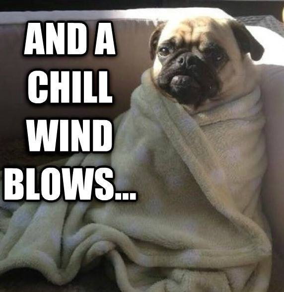 prettypugpic's tweet photo. https://t.co/8uZ2Sd4KlE #pug #dogsoftwitter #nofilter #prettypugpics https://t.co/pB1uQfetSz https://t.co/alXyi49rSc