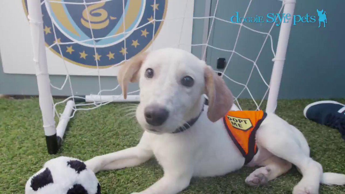 Who's ready for @Doggie_Style Pets Paws on the Pitch this weekend?  #DOOP 🐶 https://t.co/kGpxRvQzsC
