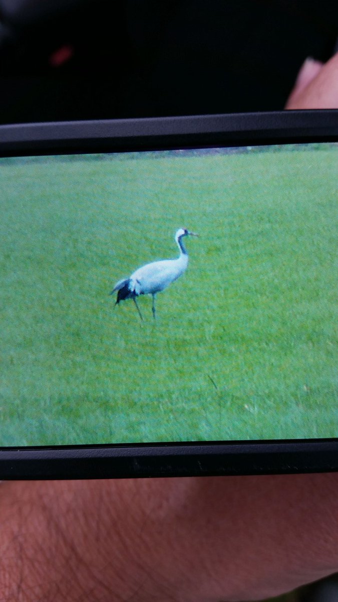 Zo nu ook met foto, dankzij Sjoerd. Kraanvogels tussen Uffelte en Dwingeloo.