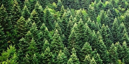 FreedomPaper's tweet image. National Forest Products Week recognizes the role of forests in our nation's history, environment, culture, economy: ow.ly/nOQp30fWseC