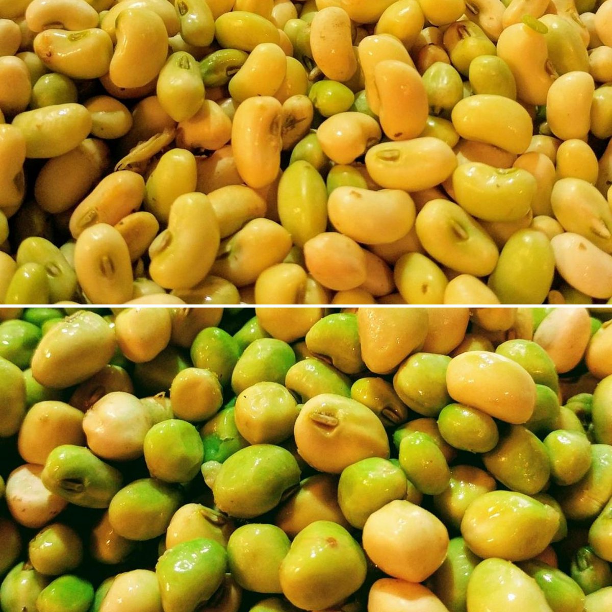 RutlandFarms's tweet photo. We have Zippers and Cream 40 PEAS! Come get some Fresh PEAS before it's too late. #FallPeas #RutlandFarms #FallVegetables #ProduceTime https://t.co/N2NsELcRN4