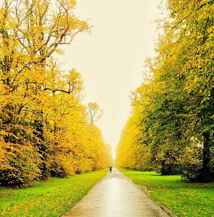 throughireeye's tweet photo. Can't beat a good Autumn walk in Castletown House #kildare @ancienteastIRL https://t.co/0stD9XKyJw