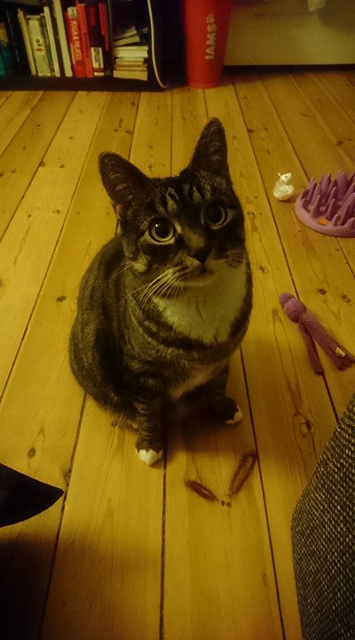 FionaFatCat's tweet photo. If I can get some #CatLovers to #followme I will make sure my mum updates my account frequently. Now I have a fly I need to keep an eye on. https://t.co/ajVcQEj68O