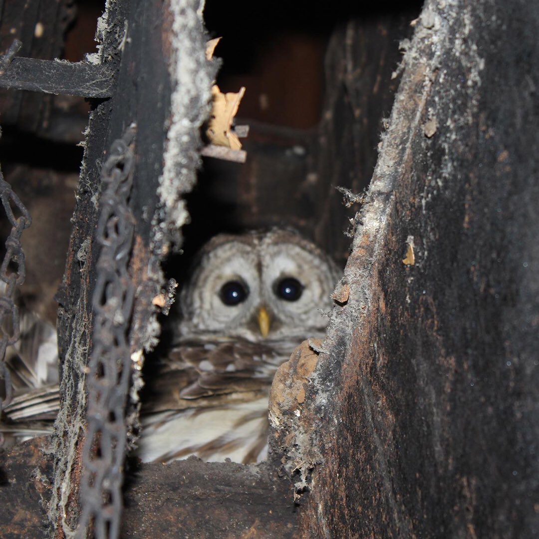 chimneysweepLA's tweet photo. πΏπ¦π¦3 ways we can prevent critters from nesting in your chimney!
https://t.co/2T0Y9iTYFu
#AutumnInLA #ChimneyCleaning #FireplaceMomTalk https://t.co/8gOhECN1vc