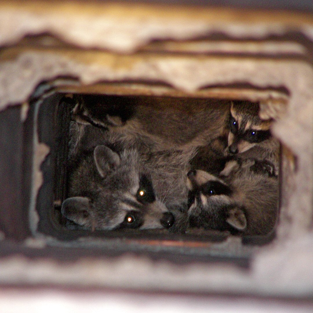 chimneysweepLA's tweet photo. πΏπ¦π¦3 ways we can prevent critters from nesting in your chimney!
https://t.co/2T0Y9iTYFu
#AutumnInLA #ChimneyCleaning #FireplaceMomTalk https://t.co/8gOhECN1vc