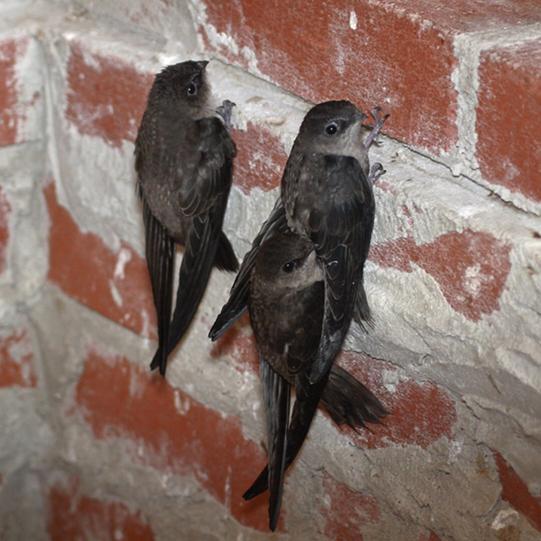 chimneysweepLA's tweet photo. πΏπ¦π¦3 ways we can prevent critters from nesting in your chimney!
https://t.co/2T0Y9iTYFu
#AutumnInLA #ChimneyCleaning #FireplaceMomTalk https://t.co/8gOhECN1vc