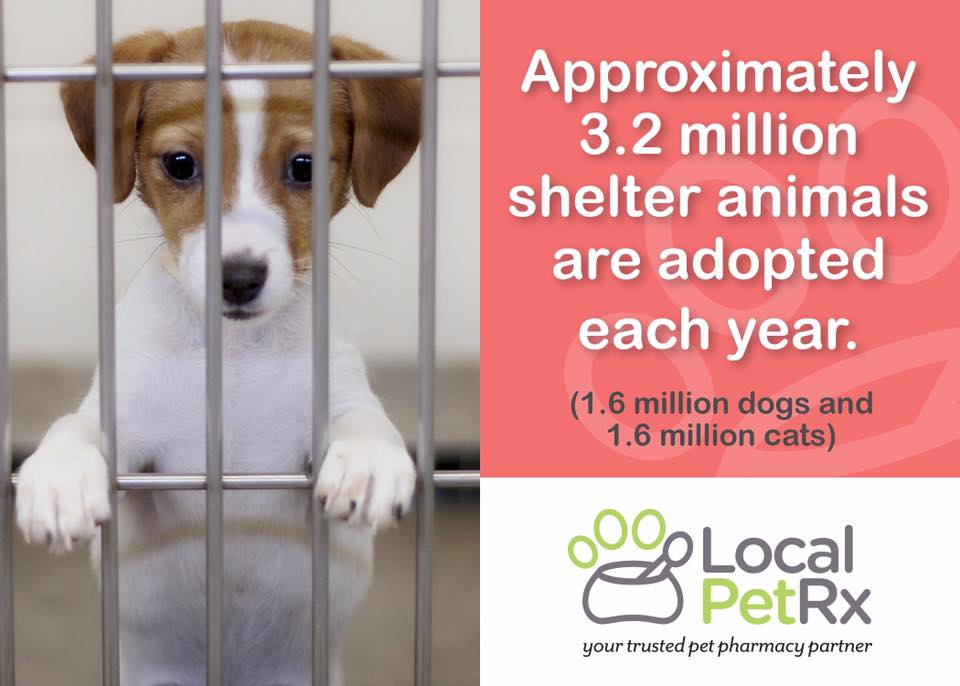 MyLocalPetRx's tweet photo. October is adopt a shelter dog month! #AdoptDontShop https://t.co/goAS3DeZUH