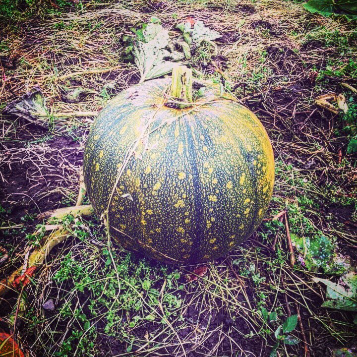 WriteStuffRay's tweet photo. Pumpkin picking 🎃 #somuchfun #halloween #pumpkinpatch #pumpkinpicking #pumpkins #redhair #blueeyes #family #fun #october #Autumn #Scotland https://t.co/rbNMq8duy1