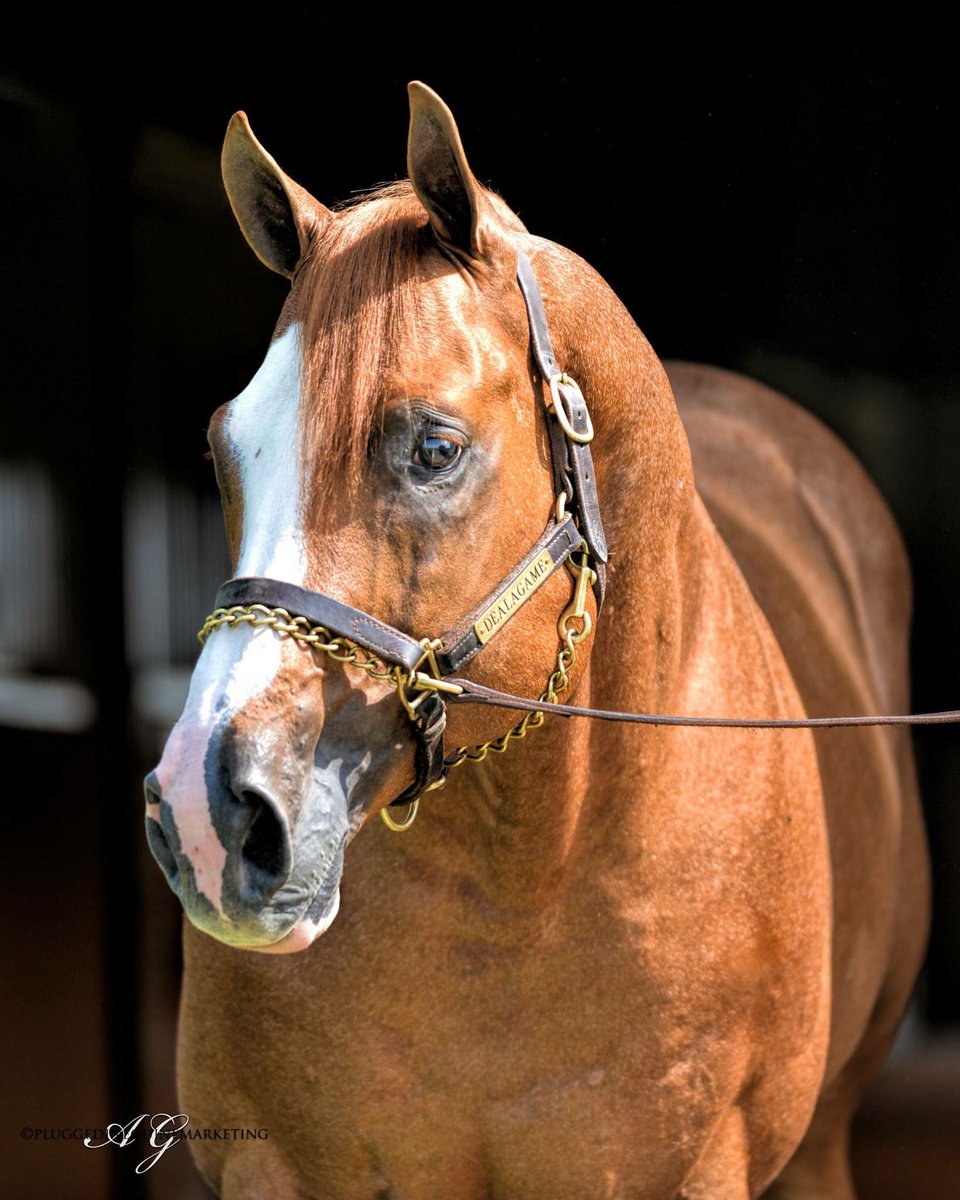 GranadaFarms's tweet photo. Deal A Ace Of Spades by #Dealagame qualifies to the Far West Futurity at Portland Meadows on Monday! Congratulations to the connections. https://t.co/apm38CCvXO
