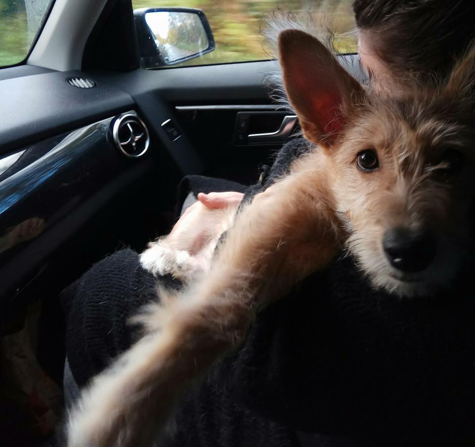 IshyDom's tweet photo. Ищем семью щенку 5 месяцев,лапы лохматые,как у хоббита🐶тёплый пузик и весёлый нрав.45 см в холке,все прививки,за инфой на ФБ - Сергей Мардан https://t.co/JfZTGEKZt0
