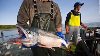seasave's tweet photo. #WeekinReview, Be In The Know! The Most Valuable Wild Salmon Fishery in the World Could Become a Mine https://t.co/vIqEDVqjtW @Seasaver https://t.co/JHzpHyvV6S
