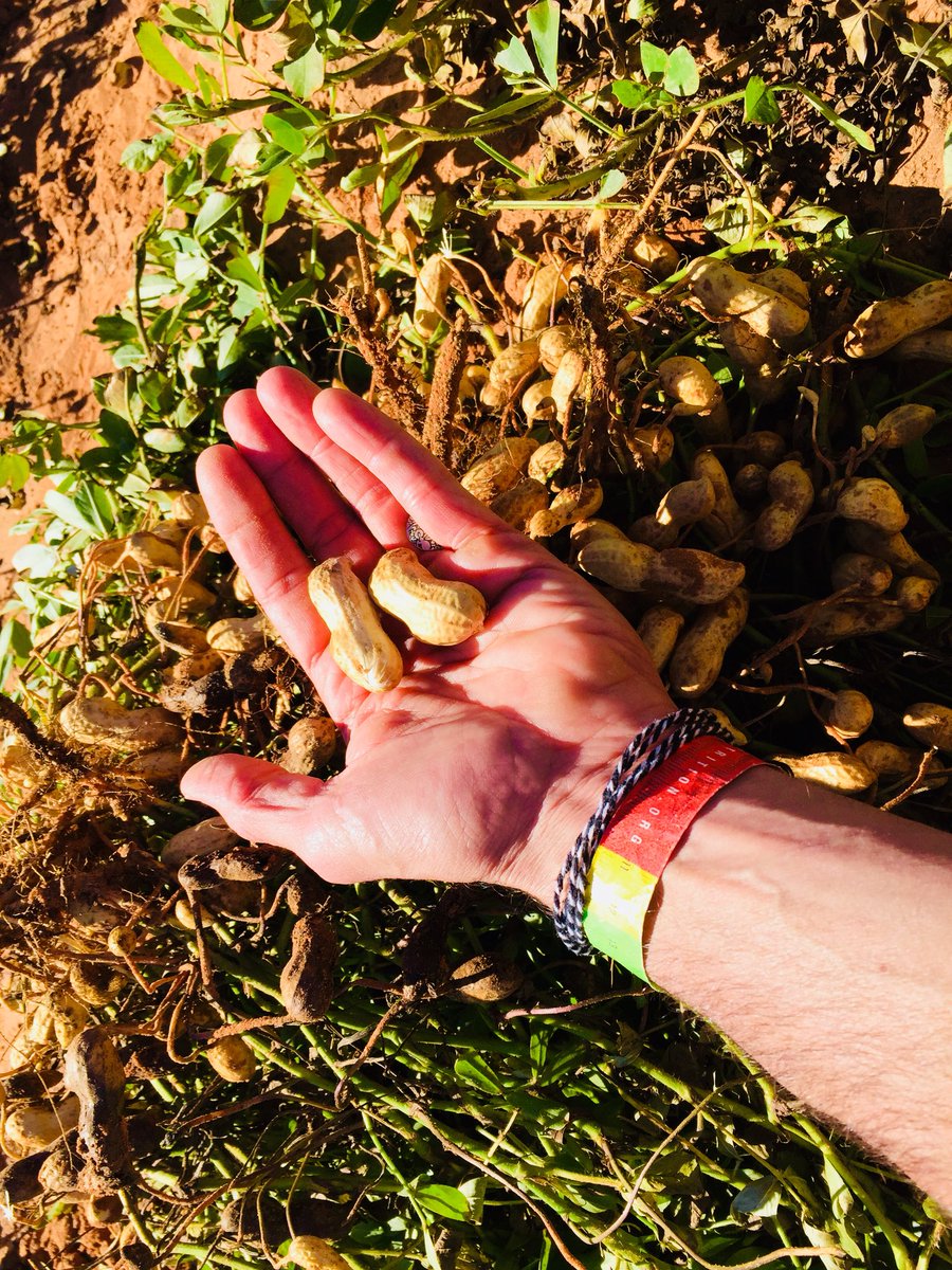 helpgoodspread's tweet photo. Peanuts at the source. The promise &amp; challenges that make #goodbetter https://t.co/PaC1engAwI