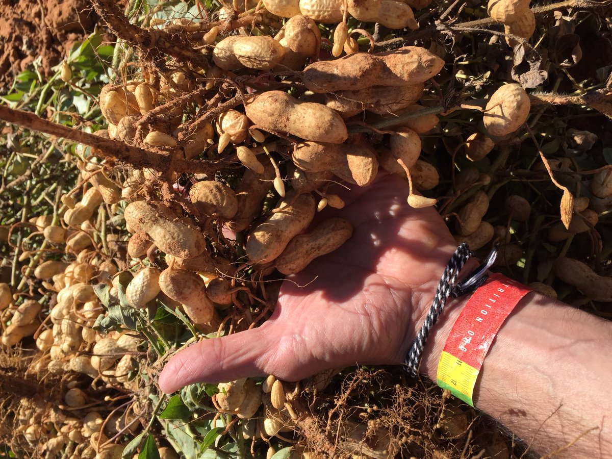 helpgoodspread's tweet photo. Peanuts at the source. The promise &amp; challenges that make #goodbetter https://t.co/PaC1engAwI