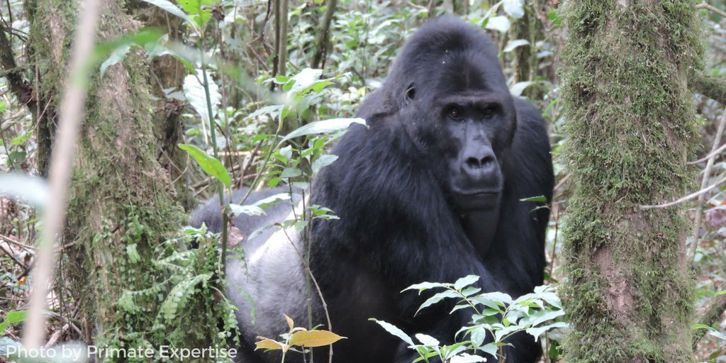 WildEarthAllies's tweet photo. #PrimateExpertise spotted this handsome silverback Grauer's gorilla on a recent field survey #wildnotes #gorillaconservation #DRC https://t.co/IrENdePQRP