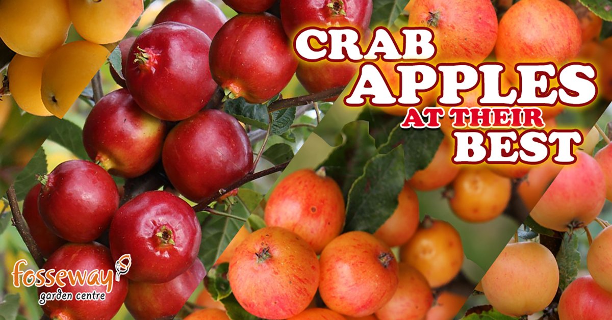 Crab apple trees are perfect for small gardens, they are great pollinators&amp; come in so many different varieties. #Fosseway #Gardens