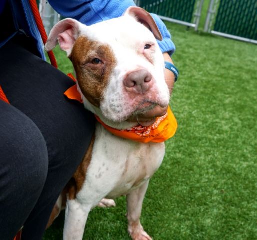 gaviota330's tweet photo. MICH
https://t.co/vJCcrLMFsC
KILL LIST
10 Y OLD
WELL BEHAVED
AFFECTIONATE SR
GET ALONG W/DOGS
FRIENDLY
OWN LOST HOME
HELPDOGS@URGENTPODR.ORG https://t.co/XZ9TOISi3g