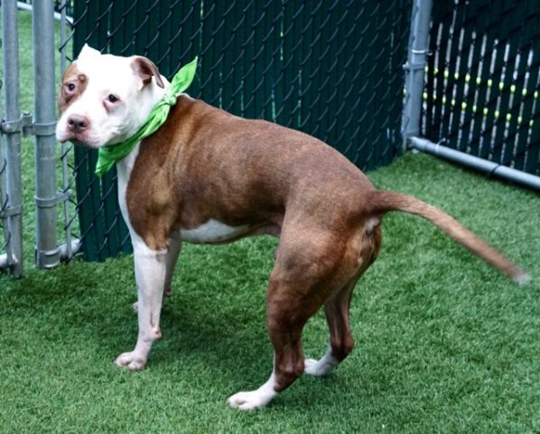 gaviota330's tweet photo. MICH
https://t.co/vJCcrLMFsC
KILL LIST
10 Y OLD
WELL BEHAVED
AFFECTIONATE SR
GET ALONG W/DOGS
FRIENDLY
OWN LOST HOME
HELPDOGS@URGENTPODR.ORG https://t.co/XZ9TOISi3g