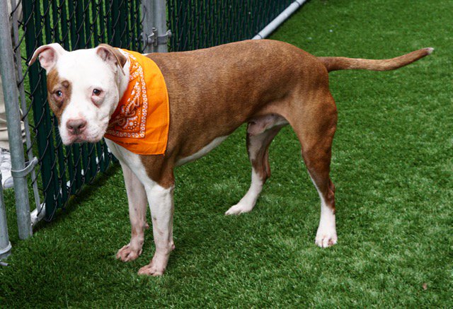 gaviota330's tweet photo. MICH
https://t.co/vJCcrLMFsC
KILL LIST
10 Y OLD
WELL BEHAVED
AFFECTIONATE SR
GET ALONG W/DOGS
FRIENDLY
OWN LOST HOME
HELPDOGS@URGENTPODR.ORG https://t.co/XZ9TOISi3g