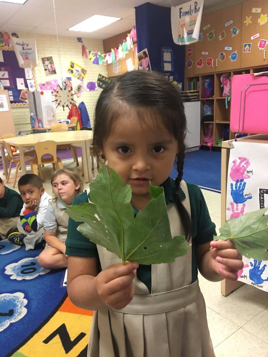 MrsDatreLB's tweet photo. Sharing more 🍃Fall🍂 findings🍁 to add to our collection! #nature #comparingsizes #leaves https://t.co/a7nr1qdat8
