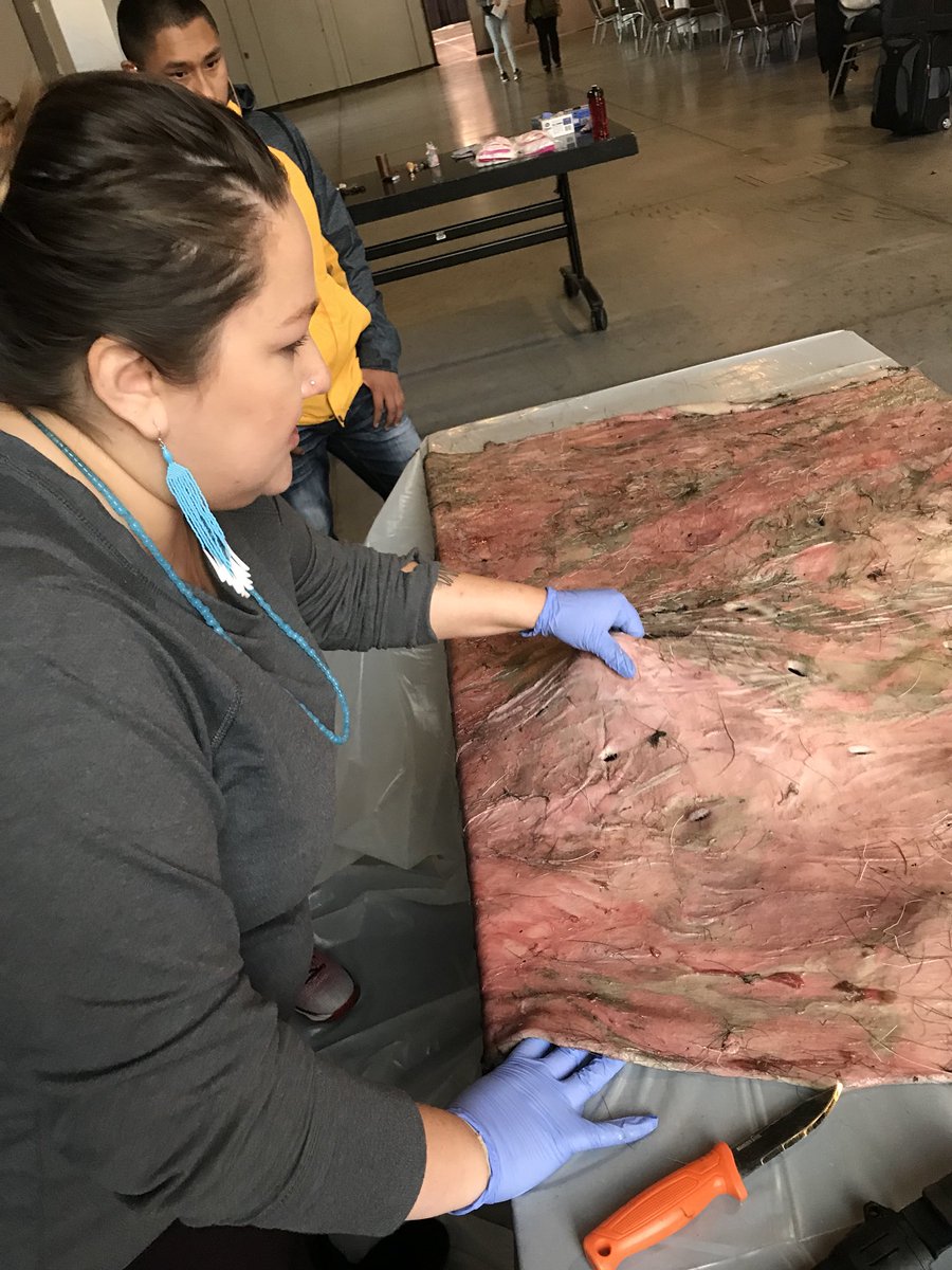 antoniajen14's tweet photo. Moose hide tanning demonstration #EY2017 https://t.co/s2plafPiUI