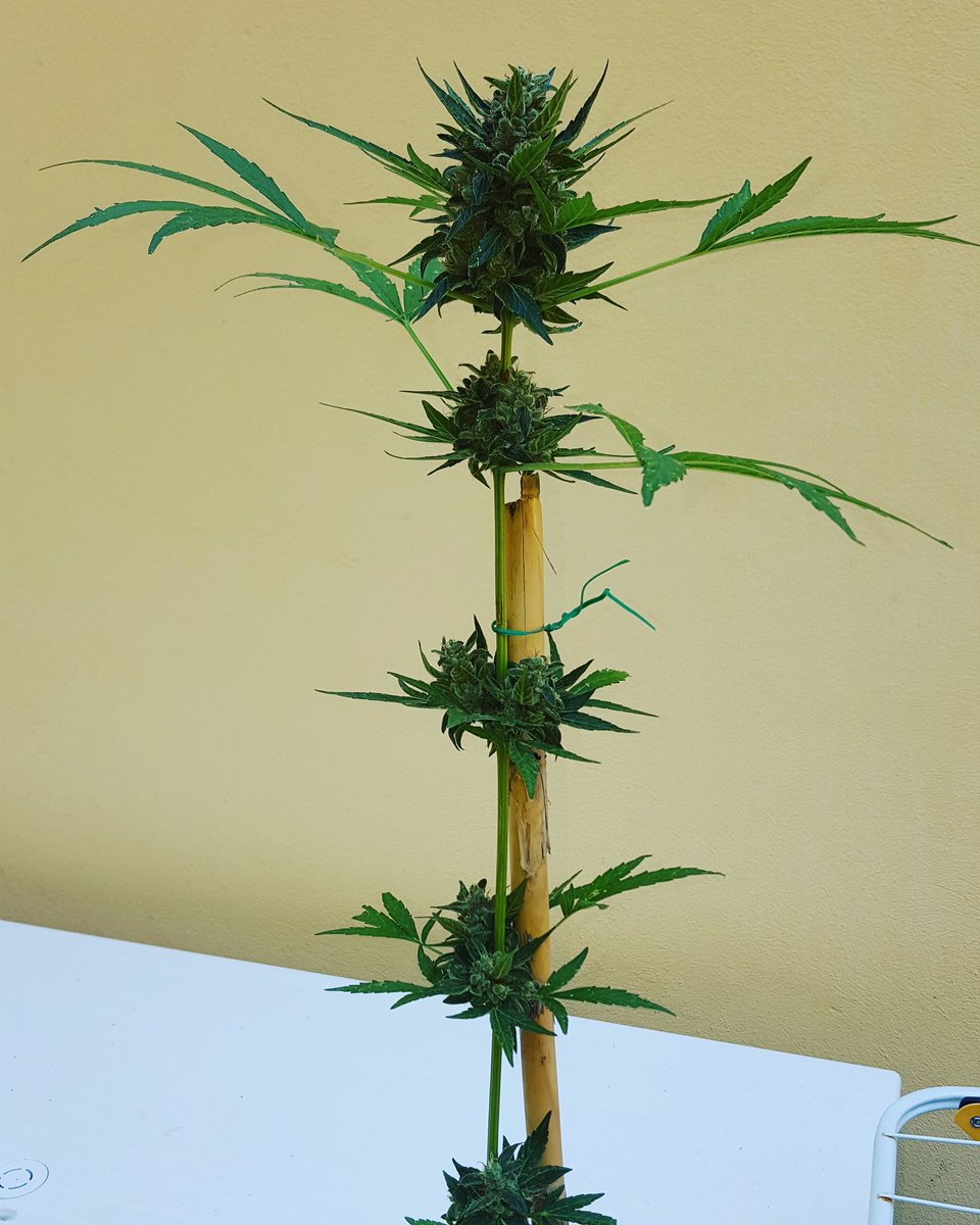 Marghe65834647's tweet photo. #easybud
#raccolto2016
#mihannodenunciataperpossessoaifinidispaccio
#cannabislegale
#usopersonale
#CannabisMedicinal
#governoTiranno https://t.co/NH5Ofl0WsG