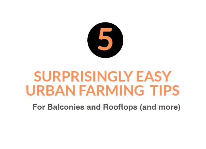 basil_grower's tweet photo. 5 Surprisingly Easy urban farming tips for balconies &amp; rooftops (and more):

> https://t.co/2ScVok5I23

#urbanfarming https://t.co/GdxtdrrWKp