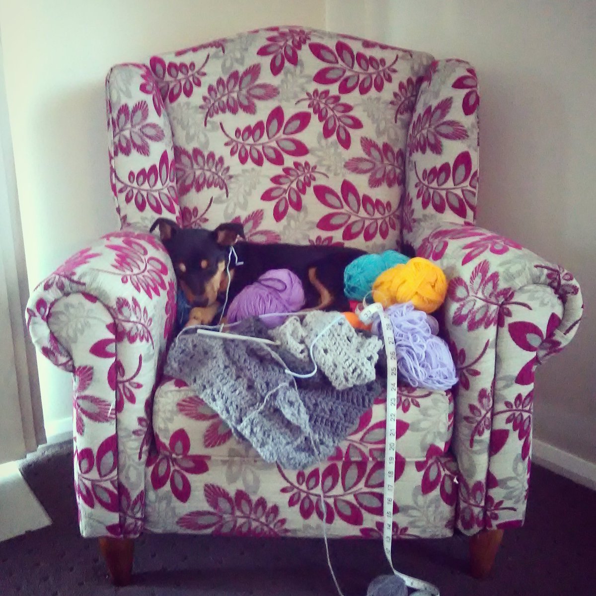 vanessa_conlin's tweet photo. This puppy isn't silly.. hmm
#puppy #knittingchair #wool #cosy https://t.co/oAOOwJo7iT