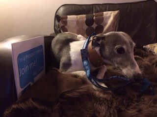 philippachilds's tweet photo. Maisie is definitely pooped after her efforts today!@ProspectUnion #PetsofProspect @DoctorBoing @caitkinsella @Prospect_Tingle @eleanorw https://t.co/AIjEDPfOnW