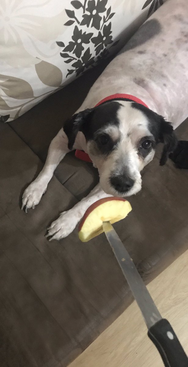 Bugün yaşam koçuyla 3 saat sohbet ettikten sonra "belki de canın hiçbir şey yapmak istemiyordur çok kasma" dedi. Elma yen mi Lucas?