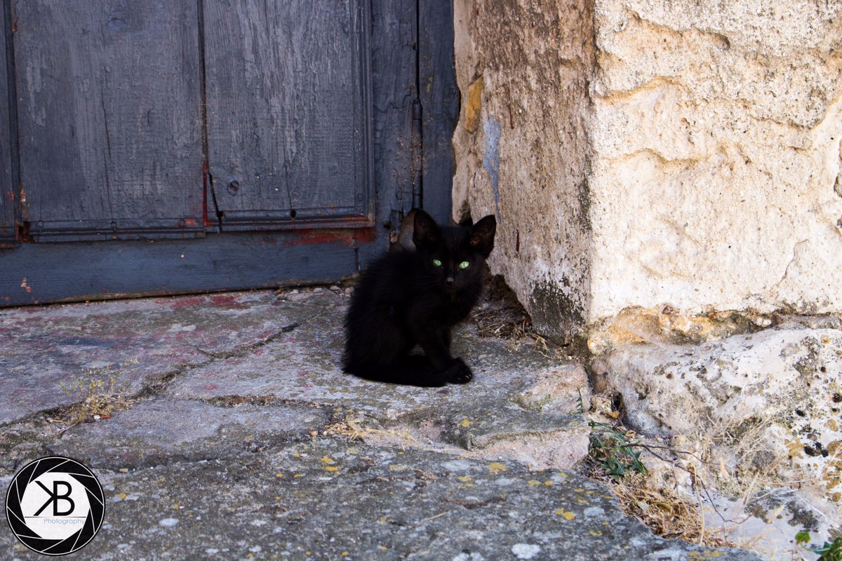 KiraBytePhotos's tweet photo. Little boy. #photography #cat #animals https://t.co/0S5cZDJYq8