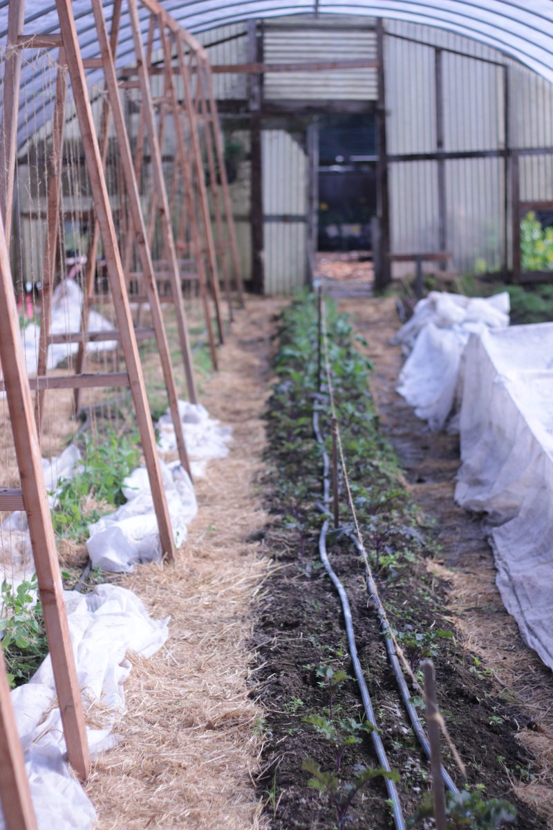 .@lifelabtweets has a video contest promoting #schoolgardens for #F2SMonth. Check out videos or submit your own at Lifelab.org/video-lab