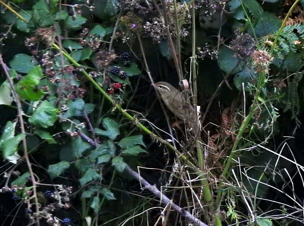 MarkDowie's tweet photo. Radde's Warbler. After giving early punters the run-around, cracking views were to be had by those with a little patience... #Scilly2017 https://t.co/UtGWOvHzUO