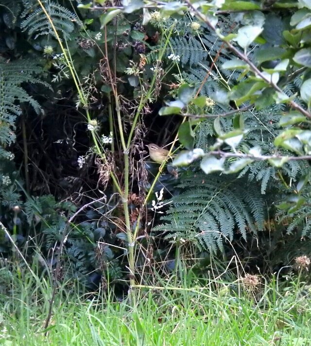 MarkDowie's tweet photo. Radde's Warbler. After giving early punters the run-around, cracking views were to be had by those with a little patience... #Scilly2017 https://t.co/UtGWOvHzUO