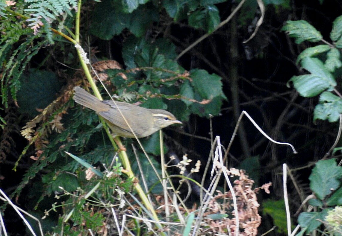 MarkDowie's tweet photo. Radde's Warbler. After giving early punters the run-around, cracking views were to be had by those with a little patience... #Scilly2017 https://t.co/UtGWOvHzUO