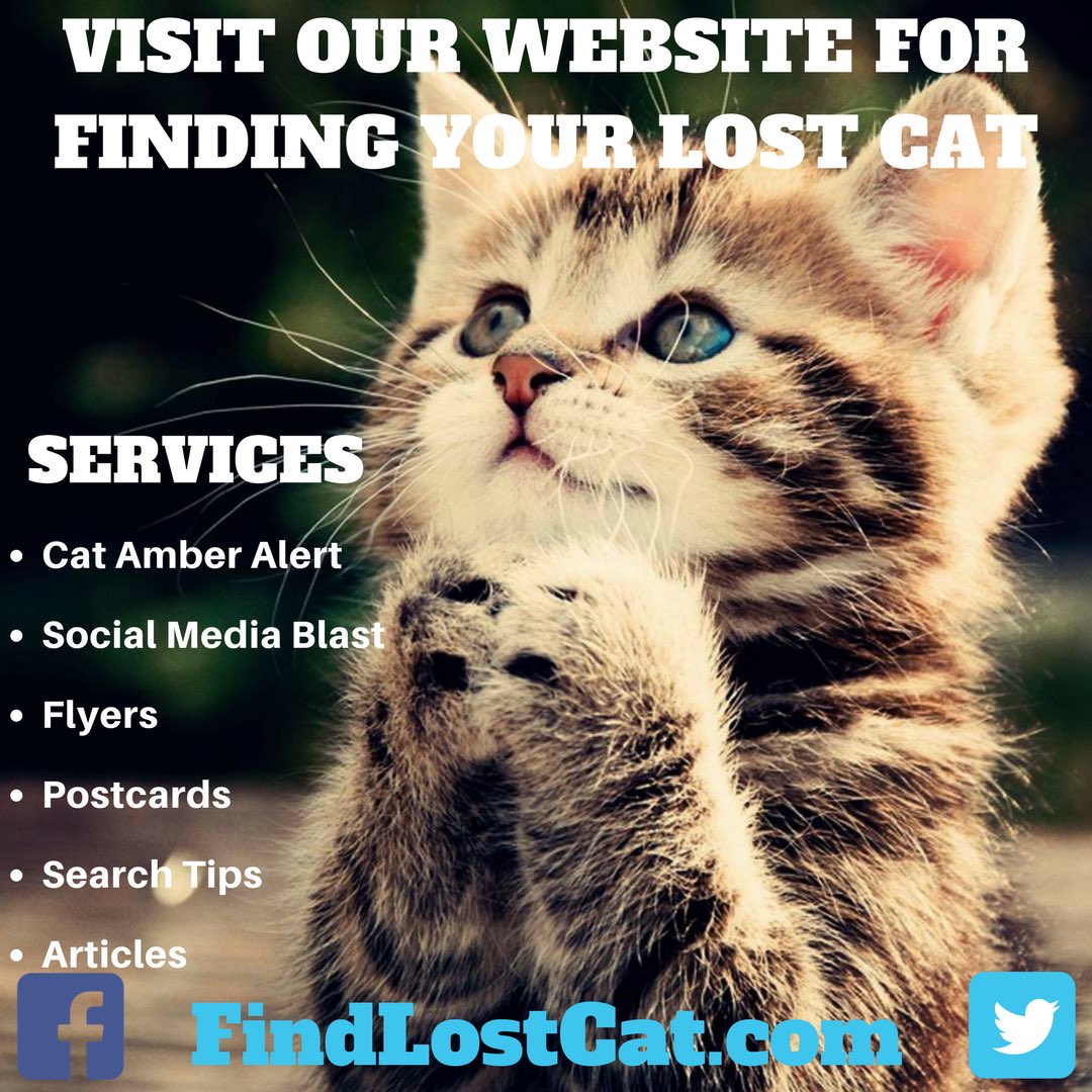 findlostcat's tweet photo. Share our post to continue to improve our platform dedicated to finding lost cats and cat discussions by inviting friends who love cats! https://t.co/FjiVTspzQG