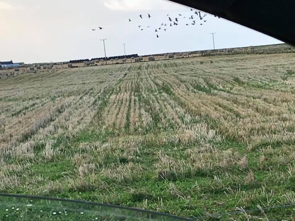 Fieldside labs (@fieldsidegundog) on Twitter photo 