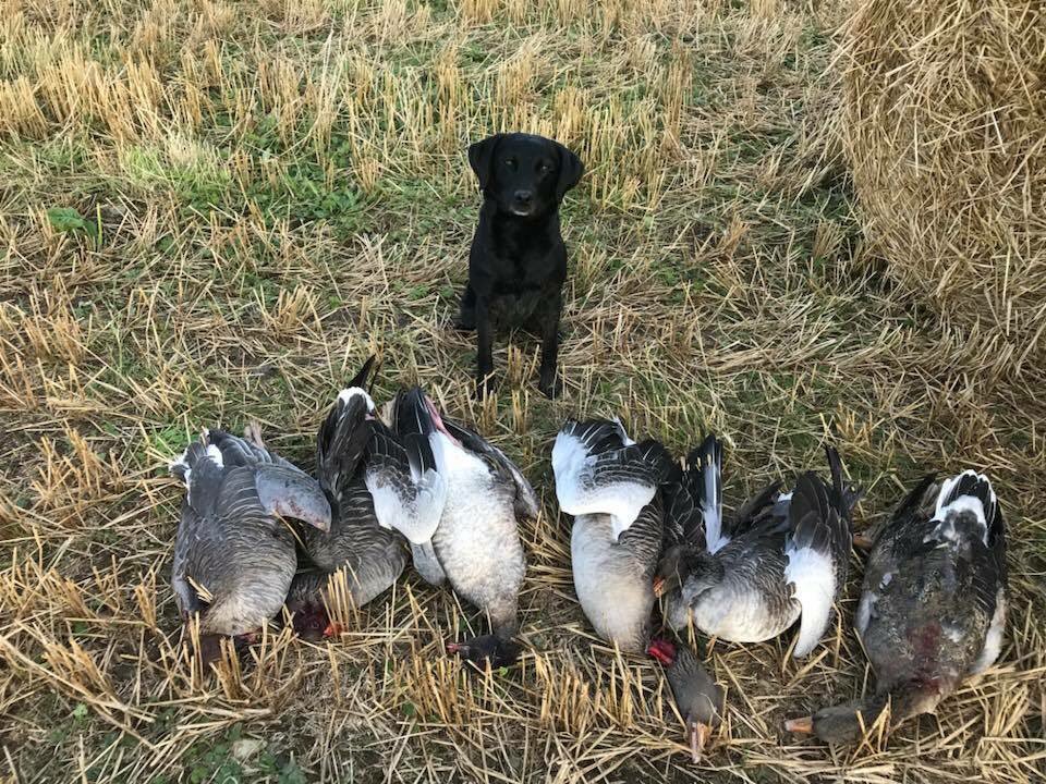 Teal of fieldsidelabs retrieved her first geese up Sanday Orkney island