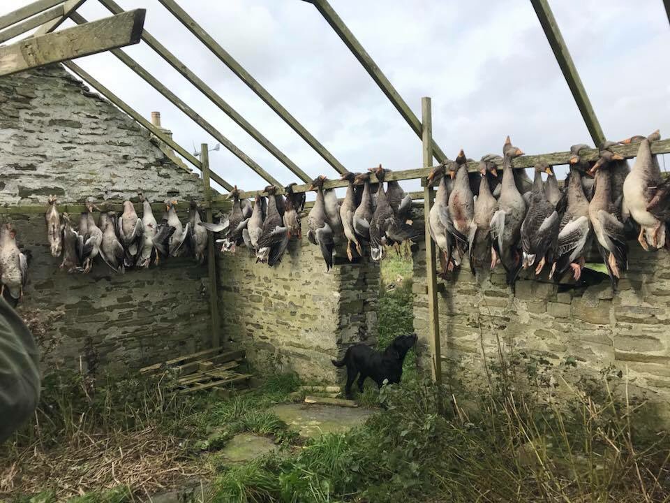 Fieldside labs (@fieldsidegundog) on Twitter photo 