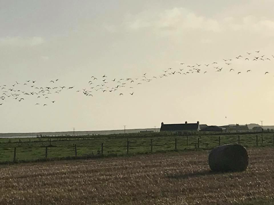 Fieldside labs (@fieldsidegundog) on Twitter photo 