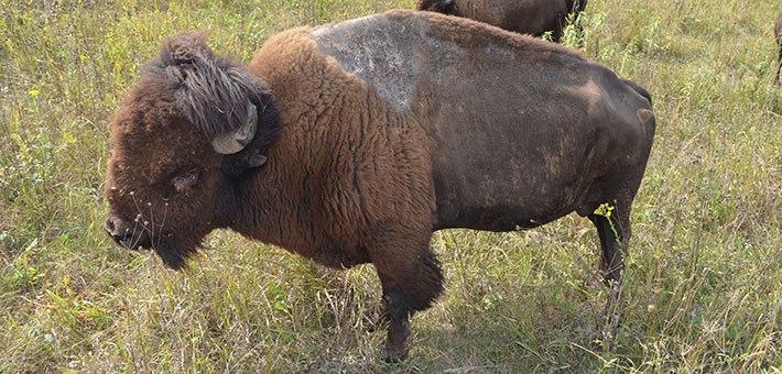 USFWS's tweet image. Sparky the bison, moved slower after being struck by lightning.⚡️This made him a bit of a loner. Not anymore...😍 bit.ly/2hMPIlP