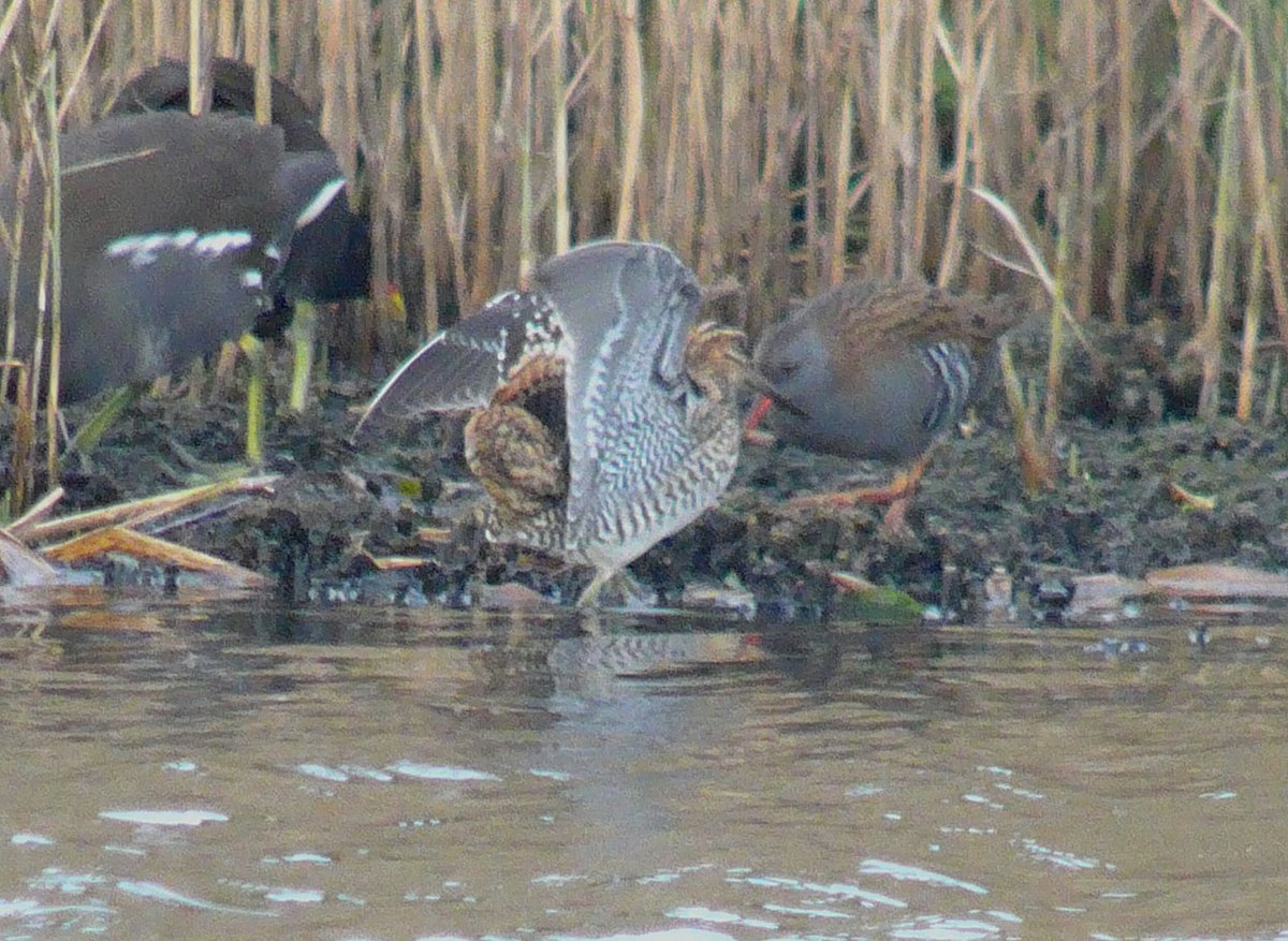 MarkDowie's tweet photo. Whilst not brilliant quality, images showing outer tail/underwing are useful pointers in a tricky ID #ExtremeDigiscoping #Scilly2017 https://t.co/Vu2zp8THrY