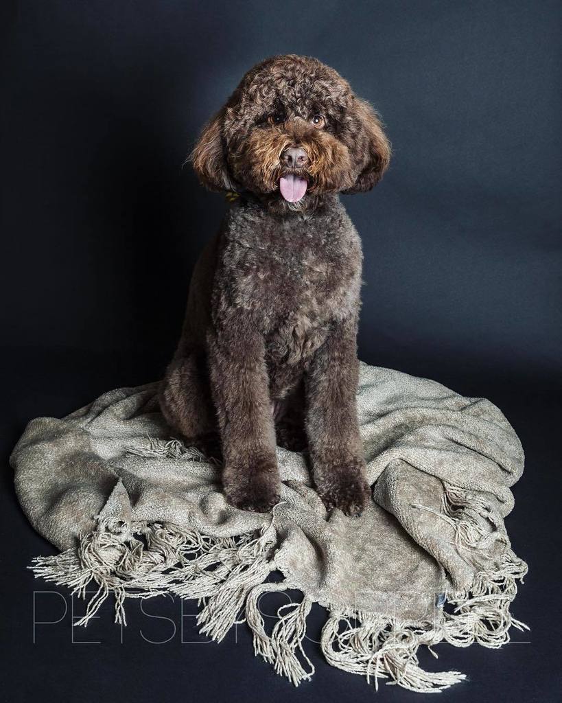 petsbysorrell's tweet photo. Tongue out on a Tuesday!
.
.
.
#tongueouttuesday #canonusa #profoto #petsbysorrell #popupstudio #australianlabrado… https://t.co/enkssXCjyG https://t.co/mT1lZyAZ1i